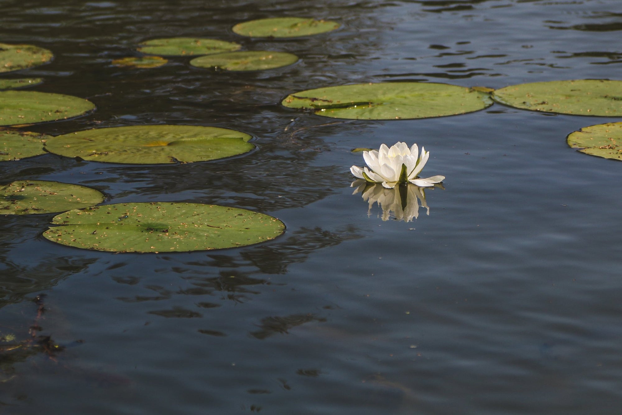 art image of lily pads on water